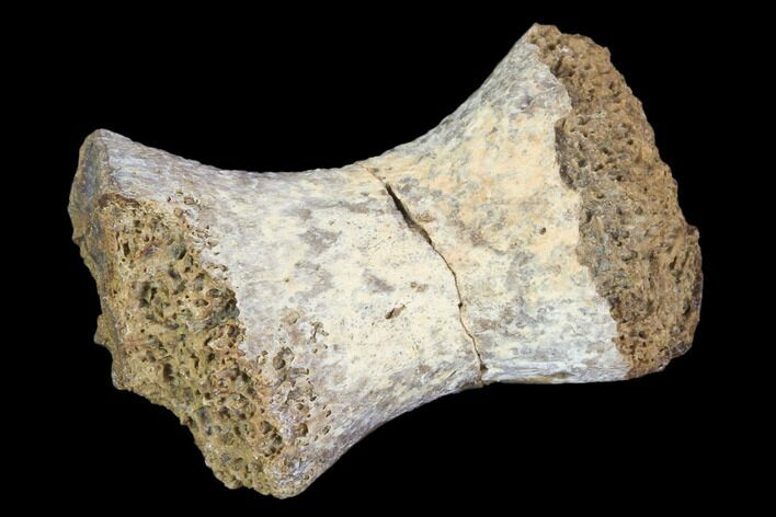 Fossil Phytosaur Toe Bone - Arizona #102445